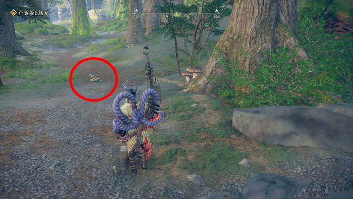 タマノエニシキがいる場所2