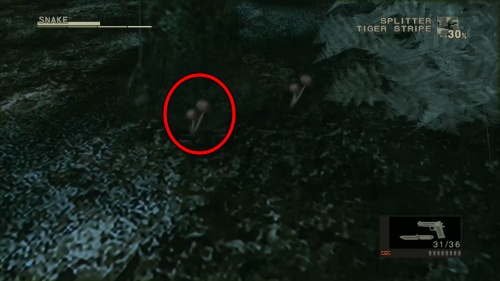 エゾテングダケ