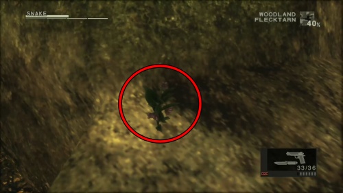 エゾヒレハレソウ