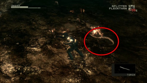 オオアナコンダ