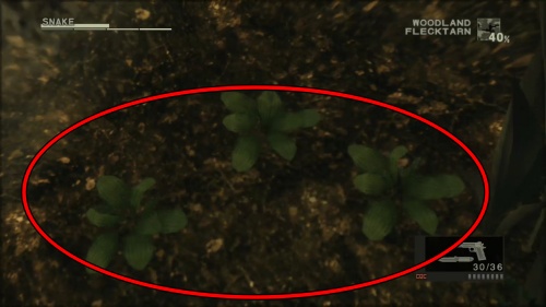 オオバコモドキ