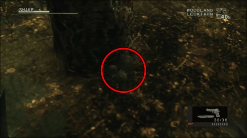 シベリアヒトヨタケ