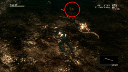 チスイコウモリ