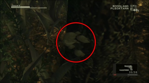 バイカルシシタケ