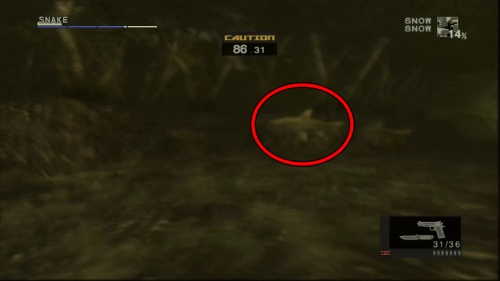 マルーンシャーク