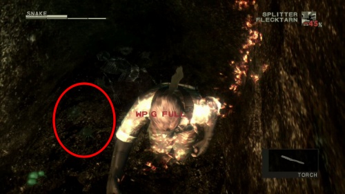 ミナミオカガニ