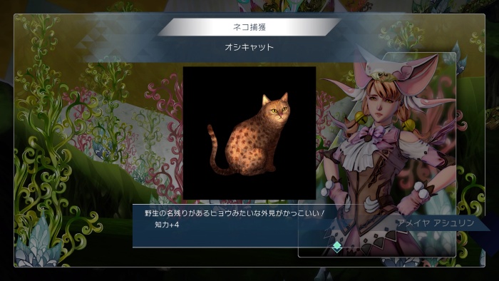 アメイヤ_オシキャット