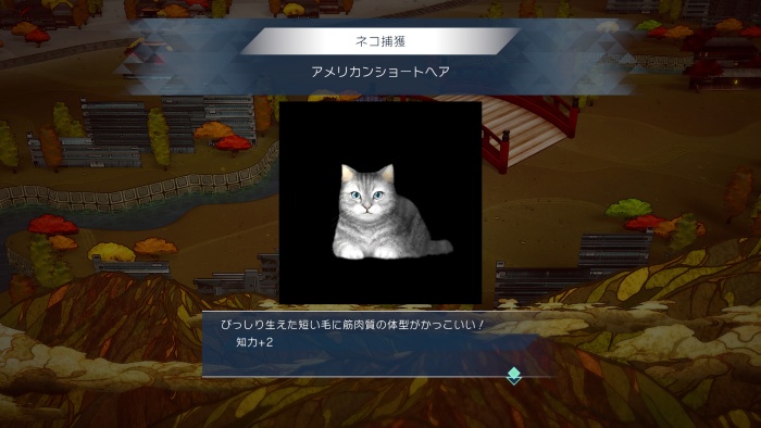 サガエメ_アメイヤ編攻略_アメリカンショートヘア