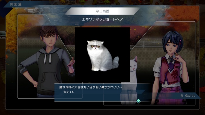 サガエメ_アメイヤ編攻略_エキゾチックショートヘア