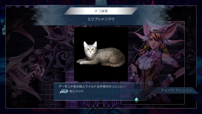 サガエメ_プロヴィデンスネコ