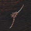 ドラゴンズスペル